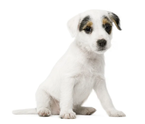 Parson Russell Terrier catelus așezat în fața fundalului alb — Fotografie, imagine de stoc