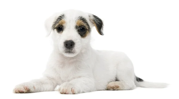 Parson Russell Terrier pentu istuu edessä valkoinen tausta — kuvapankkivalokuva