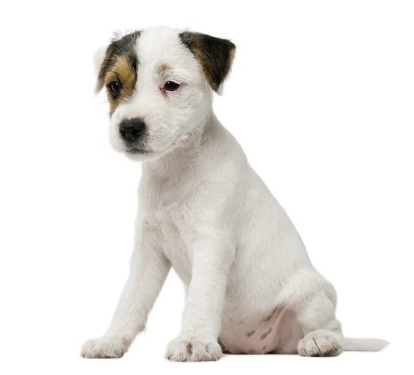 Parson Russell Terrier puppy sitting in front of white background — Stock Photo, Image