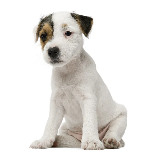 Parson Russell Terrier小狗坐在白色背景前 — 图库照片