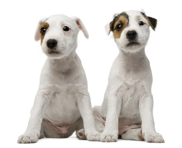Parson Russell Terrier cuccioli seduti di fronte a sfondo bianco — Foto Stock