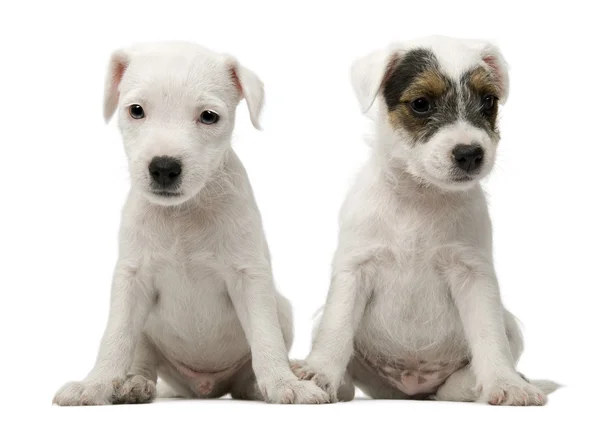 Parson Russell Terrier cachorros — Foto de Stock