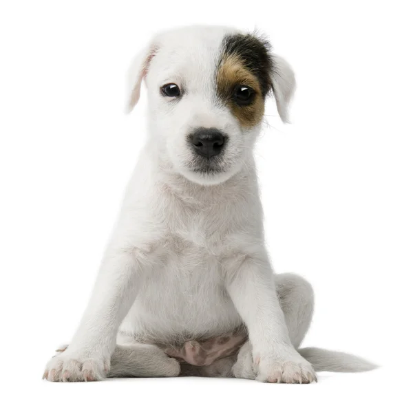 ลูกหมา Parson Russell Terrier นั่งอยู่หน้าพื้นหลังสีขาว — ภาพถ่ายสต็อก