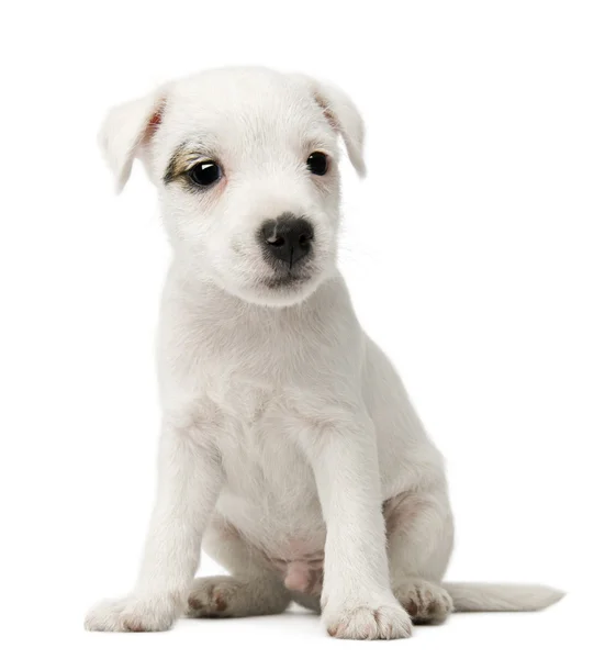 Parson Russell Terrier cucciolo seduto di fronte a sfondo bianco — Foto Stock