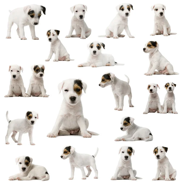 Colección de cachorros Parson Russell Terrier — Foto de Stock