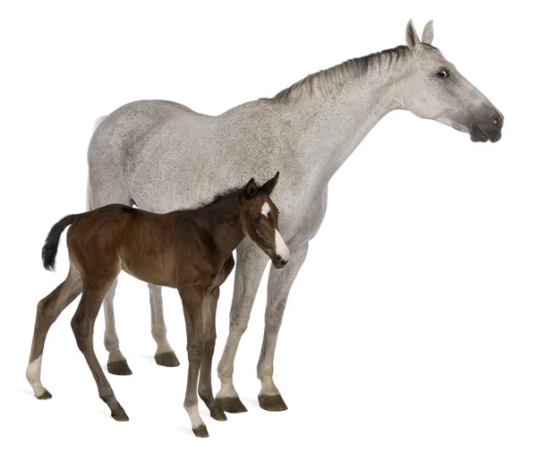 Mare and her foal, 14 years old and 20 days old — Stock Photo, Image