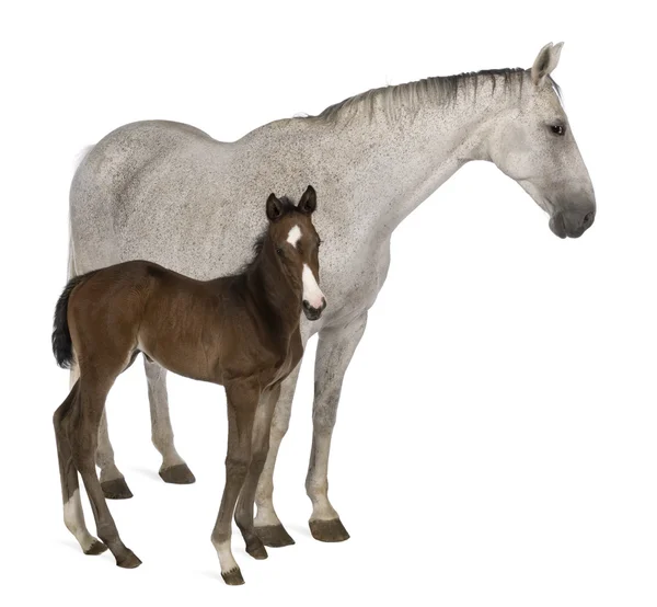 Mare and her foal, 14 years old and 20 days old — Stock Photo, Image