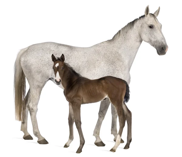 馬と彼女の子馬、14 歳と 20 日古い — ストック写真