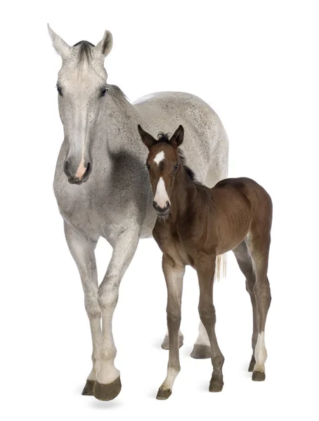 馬と彼女の子馬、14 歳と 20 日古い — ストック写真