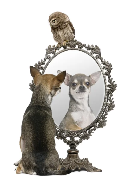 Chihuahua and a Little Owl, 50 dias, Athene noctua, em frente a um fundo branco com um espelho — Fotografia de Stock