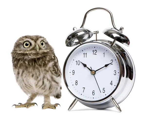 Little owl, 50 dagen oud, athene noctua — Stockfoto