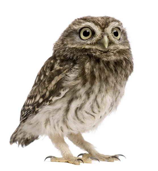 Little Owl, 50 días, Athene noctua, de pie frente a un fondo blanco — Foto de Stock