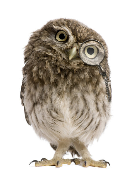Little Owl, 50 days old, Athene noctua, standing in front of a white fone
