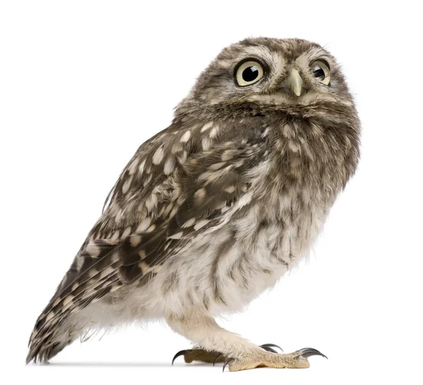 Little Owl, 50 días, Athene noctua, de pie frente a un fondo blanco — Foto de Stock