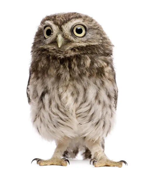 Little Owl, 50 dias, Athene noctua, de pé em frente a um fundo branco — Fotografia de Stock