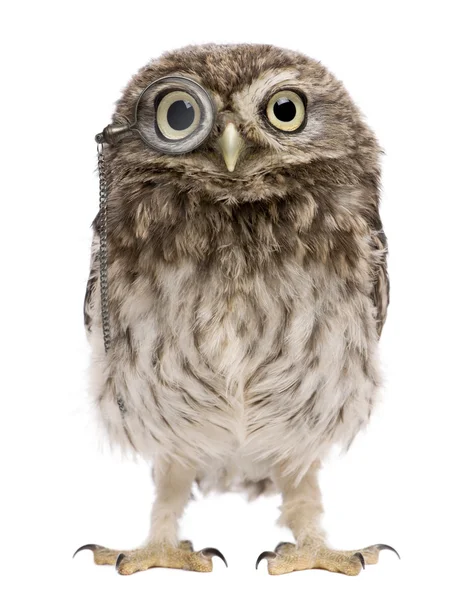 Little Owl, 50 days old, Athene noctua, standing in front of a white fone — стоковое фото