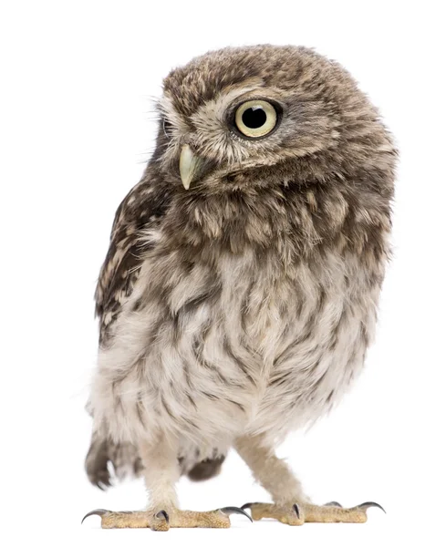 Little Owl, 50 dias, Athene noctua, de pé em frente a um fundo branco — Fotografia de Stock