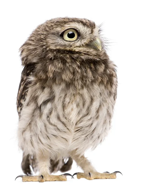 Little owl, 50 dagen oud, athene noctua, staande voor een witte achtergrond — Stockfoto