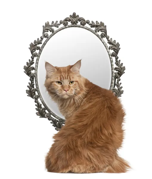Gato mirando hacia atrás con un espejo en el fondo delante de fondo blanco — Foto de Stock