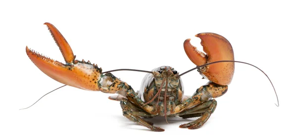 American lobster, Homarus americanus, in front of white background — Stock Photo, Image
