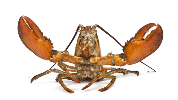 American lobster, Homarus americanus, in front of white background — Stock Photo, Image
