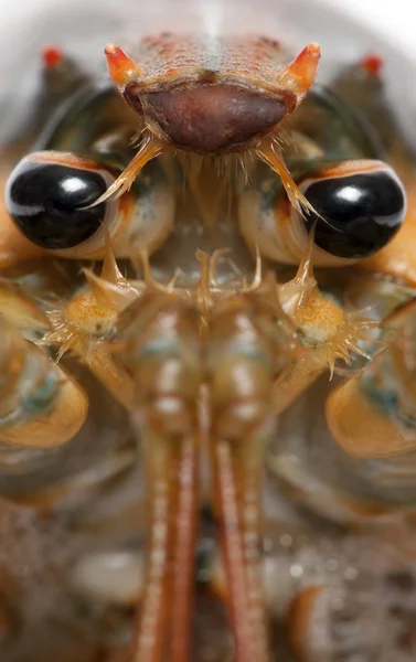 Close-up of American lobster — Stock Photo, Image
