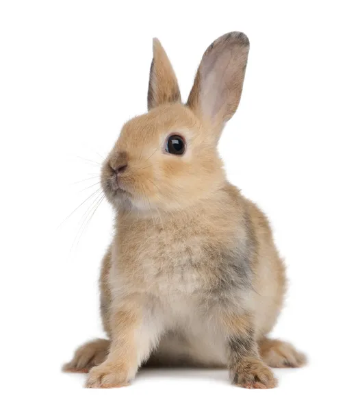 Retrato de un conejo europeo, Oryctolagus cuniculus, sentado frente al fondo blanco — Foto de Stock
