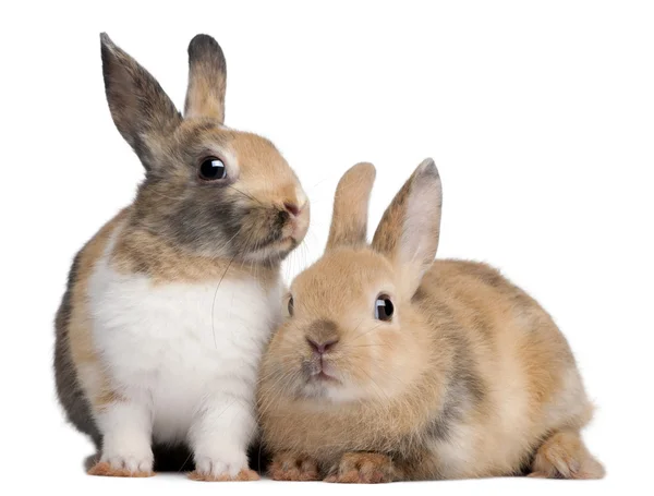Ritratto di conigli europei, Oryctolagus cuniculus, seduto davanti allo sfondo bianco — Foto Stock