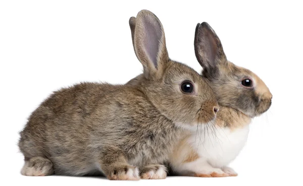 Portret Europejski króliki, królik, siedząc z przodu białe tło — Zdjęcie stockowe