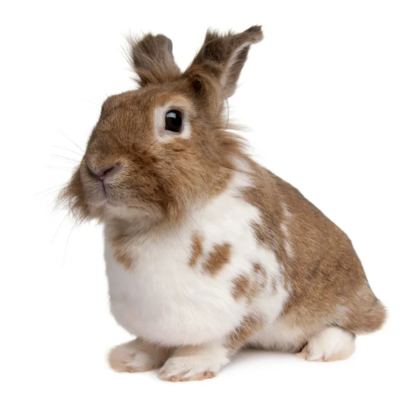 Портрет европейского кролика Oryctolagus cuniculus, сидящего на белом фоне — стоковое фото