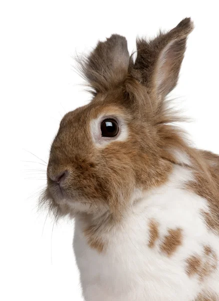 Porträt eines europäischen Kaninchens, oryctolagus cuniculus, sitzend vor weißem Hintergrund — Stockfoto