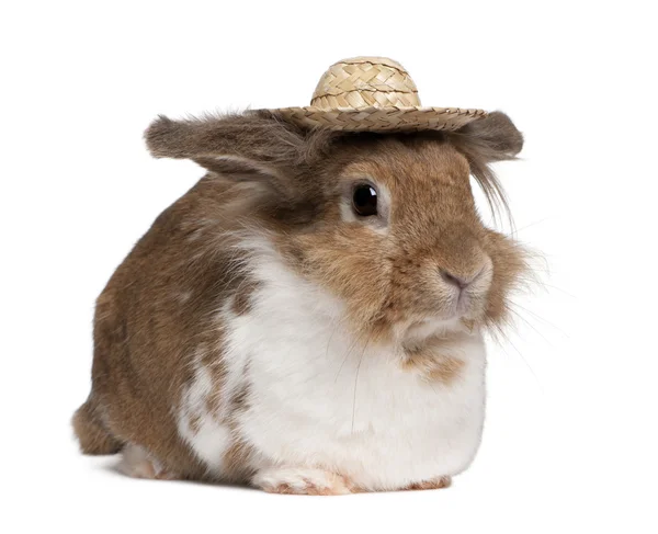 麦わら帽子、白い背景の前に座っている間バイオ身に着けているヨーロッパのウサギの肖像画 — ストック写真
