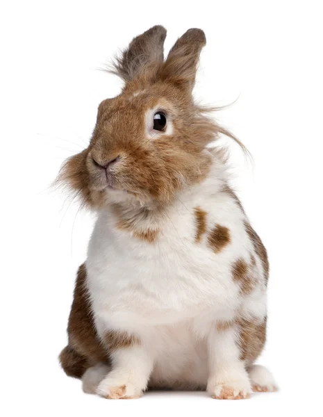 Retrato de un conejo europeo, Oryctolagus cuniculus — Foto de Stock