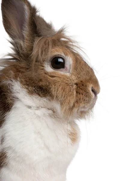 Retrato de un conejo europeo, Oryctolagus cuniculus — Foto de Stock