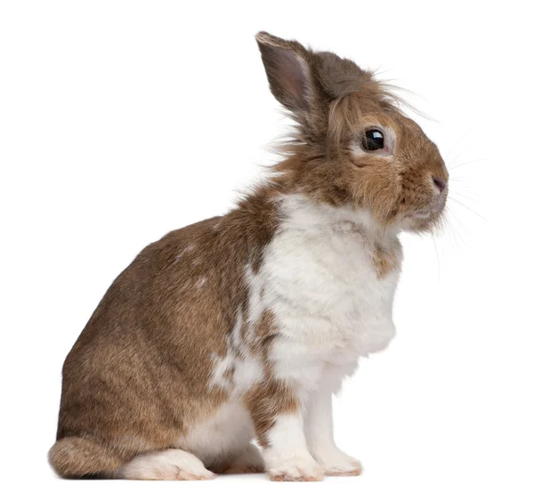 Porträt eines europäischen Kaninchens, oryctolagus cuniculus — Stockfoto