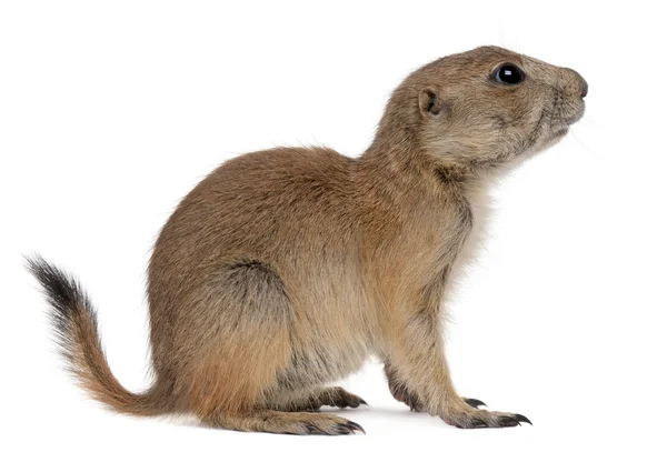 Black-tailed prairie dog, Cynomys ludovicianus, sitting in front of white background — Stock Photo, Image