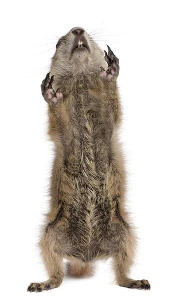 Black-tailed prairie dog, Cynomys ludovicianus — Stock Photo, Image