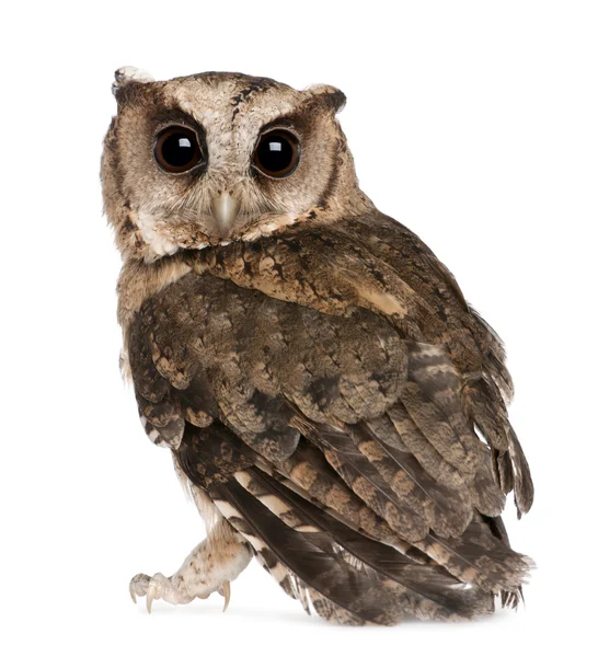 Young Indian Scops Owl, Otus bakkamoena, in front of white background — Stock Photo, Image