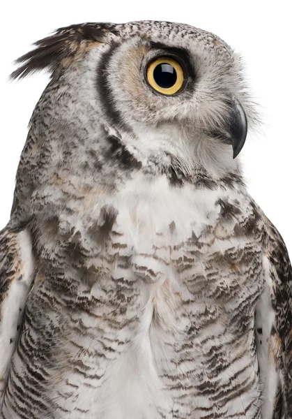 Great horned owl, bubo virginianus subarcticus, framför vit bakgrund — Stockfoto