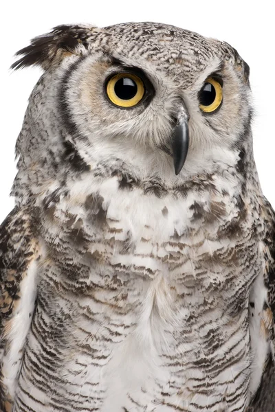 Great Horned Owl, Bubo Virginianus Subarcticus, in front of white background — Stock Photo, Image