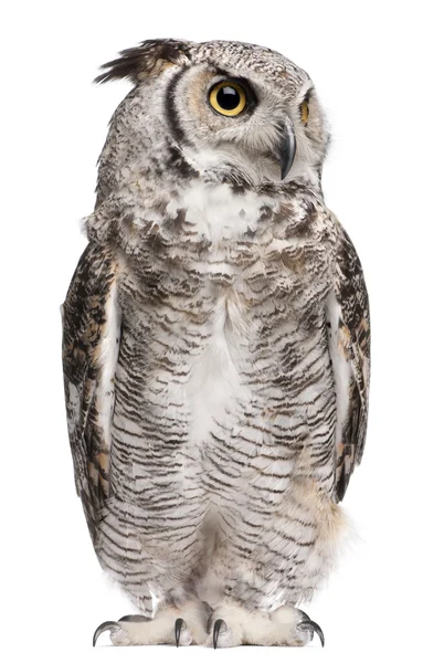 Great Horned Owl, Bubo Virginianus Subarcticus, em frente ao fundo branco — Fotografia de Stock