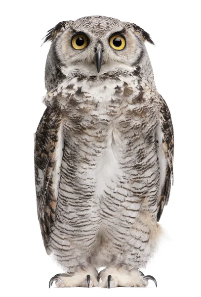 Great horned owl, bubo virginianus subarcticus, framför vit bakgrund — Stockfoto