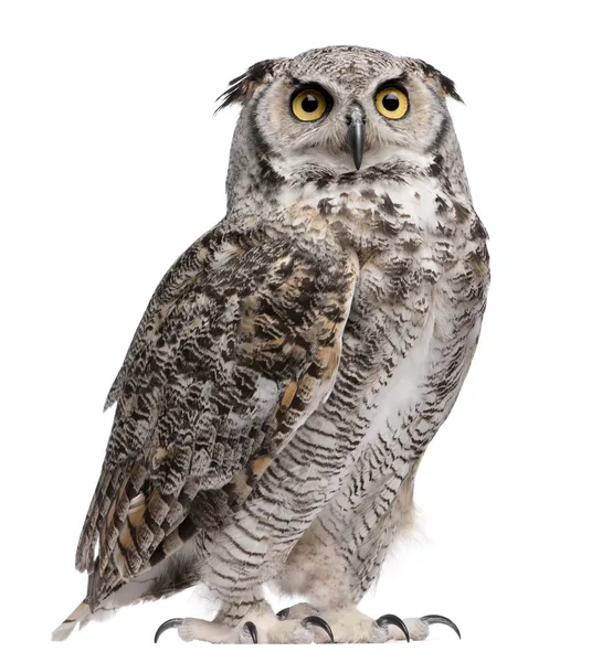 Wielki horned owl, subarcticus virginianus bubo, przed białym tle — Zdjęcie stockowe