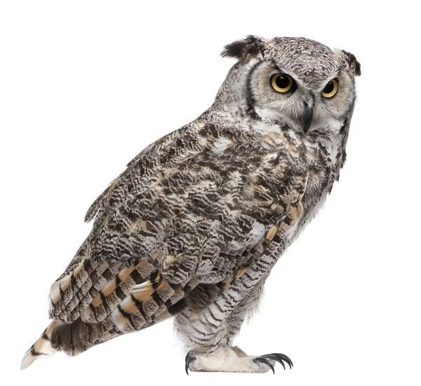 Wielki horned owl, subarcticus virginianus bubo, przed białym tle — Zdjęcie stockowe