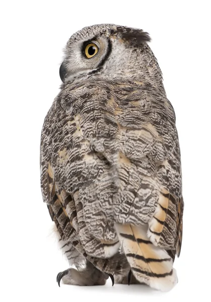 Great Horned Owl, Bubo Virginianus Subarcticus, em frente ao fundo branco — Fotografia de Stock