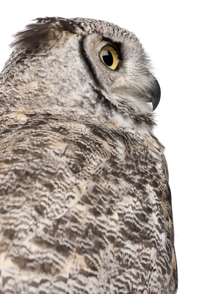 Close-up van great horned owl, bubo virginianus subarcticus, voor witte achtergrond — Stockfoto