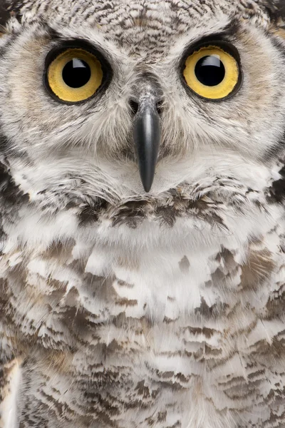 Close-up of Great Horned Owl, Bubo Virginianus Subarcticus — Stock Photo, Image