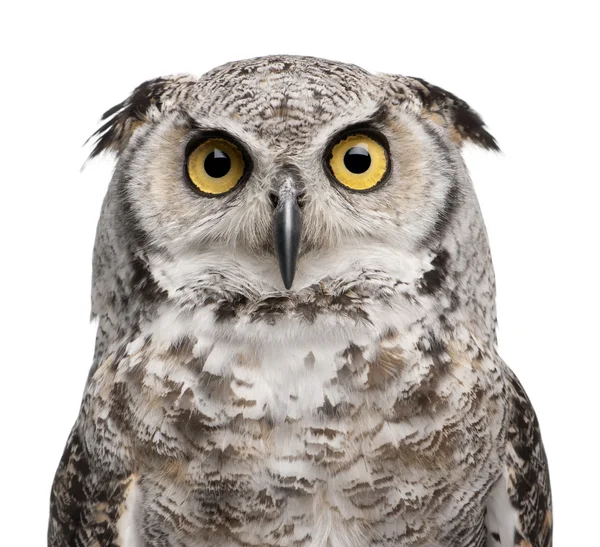 Great Horned Owl, Bubo Virginianus Subarcticus — Stockfoto