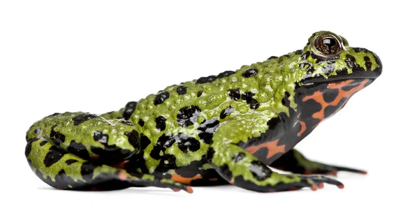 Орієнтальні вогонь білочеревий жаба Bombina orientalis — стокове фото