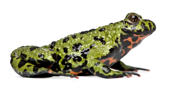 Восточная огнебрюхая жаба, Bombina orientalis — стоковое фото